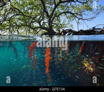 Mangrovenbaum im Meer mit kleinen Fischen und Schwämmen an den Wurzeln unter Wasser, Split-Level-Ansicht über und unter der Wasseroberfläche in der Karibik Stockfoto