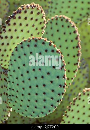 Blinder Kaktus aus Stachelpaaren (Opuntia rufida) Stockfoto