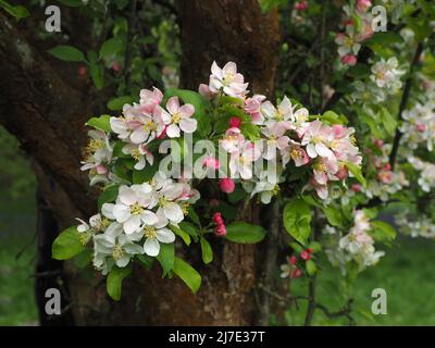 Die schönen Blüten des Krabbenapfels blühen Anfang Mai. Die Knospen beginnen mit einem tiefen Pink und verblassen zu Weiß, wenn sich die Blume öffnet. Stockfoto