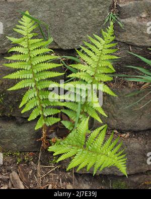 Im Mai wachsen in einem Wald in Rivington in Lancashire Jungbrackenbestände. Stockfoto