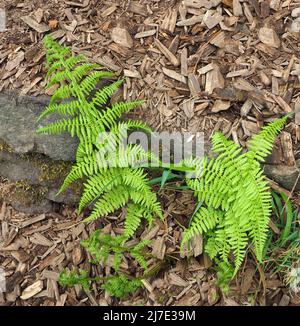 Im Mai wachsen in einem Wald in Rivington in Lancashire Jungbrackenbestände. Stockfoto
