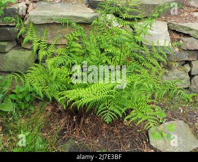 Im Mai wachsen in einem Wald in Rivington in Lancashire Jungbrackenbestände. Stockfoto