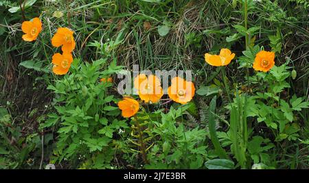 Gruppe walisischer Mohnblumen (meconopsis cambrica), die im Mai in einer Hecke wild wachsen. Aufgenommen in Rivington in Lancashire, England. Stockfoto