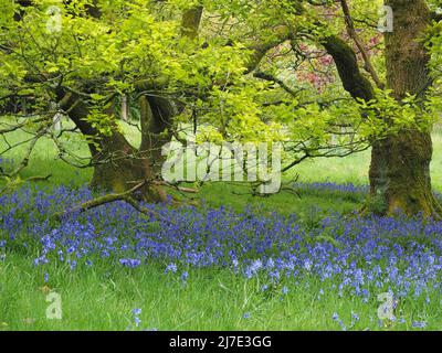 Englische Bluebells ((Hyacinthoides non-scripta), die Anfang Mai in Lancashire in Laubwäldern wachsen Stockfoto