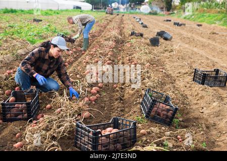 Asiatische Frau Landwirt Ernte Kartoffel Stockfoto