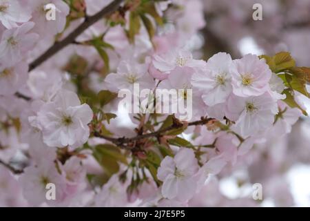 Weiße Blumen Baumblüten Makro, selektiver Fokus. Frühlingsblüte, Äste in weißen Blüten, blühende Obstpflanzen. Weiße Kirschblüten Stockfoto