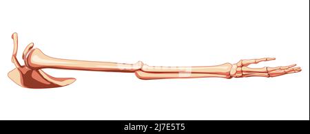 Oberer Extremitätenarm mit Schultergürtel Skelett Seitenansicht der menschlichen Seite. Satz anatomisch korrekter, realistischer, flacher natürlicher Farbkonzept Vektordarstellung der Anatomie auf weißem Hintergrund Stock Vektor