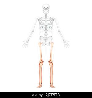 Skelett Oberschenkel und Beine untere Extremität menschliche Vorderansicht mit teilweise transparenter Knochenposition. Anatomisch korrekte Fibel, Tibia, Fuß realistisches flaches Konzept Vektor-Illustration der Anatomie isoliert Stock Vektor