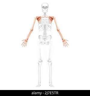 Skelett obere Extremitäten Arme mit Schultergurt menschliche Vorderansicht mit zwei Armhaltungen mit transparenter Knochenposition. Unterarme realistisch flach Vektor-Illustration der Anatomie isoliert auf weißem Hintergrund Stock Vektor