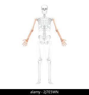 Skelettarme Human Front Vorderansicht mit teilweise transparenter Knochenposition. Hände, Unterarme realistisches, flaches, natürliches Farbkonzept Vektor-Illustration der Anatomie auf weißem Hintergrund isoliert Stock Vektor
