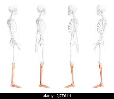 Skelett Bein Tibia, Fibula, Fuß, Human Side lateral view mit teilweise transparenter Knochenposition. Satz von anatomisch korrekten realistischen flachen natürlichen Farben Konzept Vektor-Illustration isoliert Stock Vektor