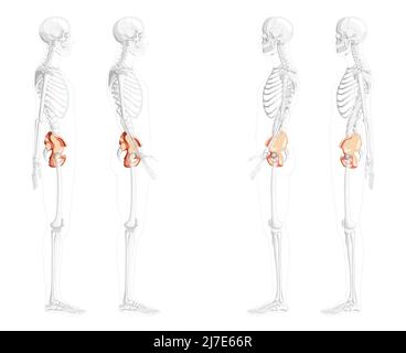 Skelett Becken Hüftknochen menschliche Seitenansicht mit teilweise transparenter Knochenposition. Set aus 3D realistischen flachen natürlichen Farben Konzept Vektor-Illustration der Anatomie isoliert auf weißem Hintergrund Stock Vektor