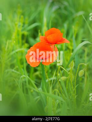 Ein Mohn ist eine blühende Pflanze in der Unterfamilie Papaveroideae der Familie Papaveraceae. Mohnblumen sind krautige Pflanzen, die oft wegen ihrer bunten wachsen Stockfoto