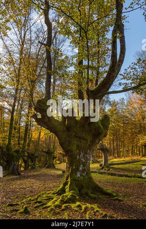 Buchenwald in Otzarreta. Vizcaya, Spanien Stockfoto