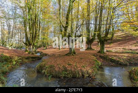 Buchenwald in Otzarreta. Vizcaya, Spanien Stockfoto