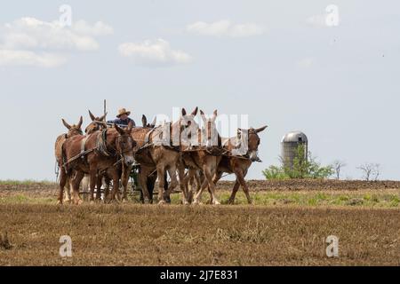 Lancaster County, Pennsylvania, 5. Mai 2022: Amish Farmer Pflüge Feld. Stockfoto