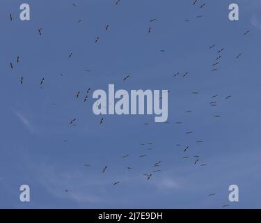 Eine Schar von Collared Pratincole, Glareola Pratincola, die gegen einen blauen Himmel mit wispigen Wolken fliegt. Über die Coto Doñana, Andalucía / Andalusien, Spanien. Stockfoto