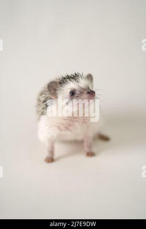 Afrikanischer Zwergigel auf beigem Hintergrund. Weißbauchigel.stacheliges Haustier. Stockfoto