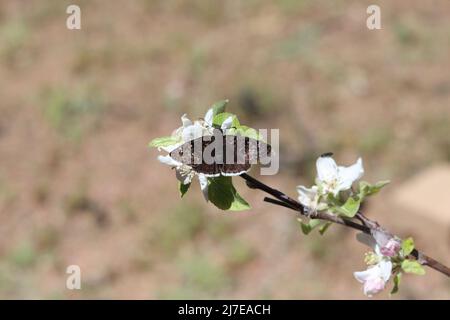 Funereales Duskywing oder Erynnis funeralis, das sich an einer Apfelblüte in Payson, Arizona, ernährt. Stockfoto