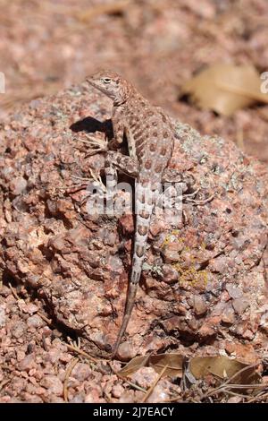 Nahaufnahme einer Ohrmugeleidechse oder eines Cophosaurus texanus, die auf einem Felsen im Rumsey Park in Payson, Arizona, sonnenbaden. Stockfoto