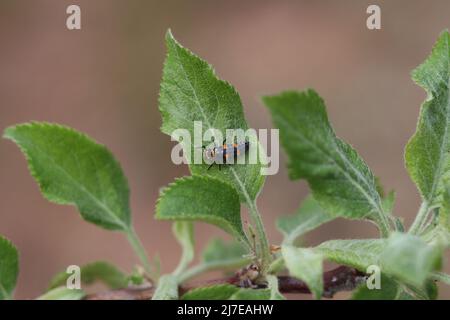 Marienkäferlarven oder Coccinelldae, die auf einem Apfelbaumblatt in einem Garten in Payson, Arizona, ruhen. Stockfoto
