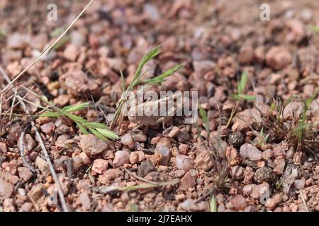 Grasshopper-Nymphe oder Trimerotropis zwischen einigen Gräsern und Felsen in einem Hof in Payson, Arizona. Stockfoto