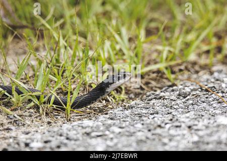 Black Racer Snake rutscht aus dem Gras Stockfoto