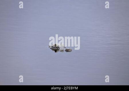 Florida Gator mit seinem Kopf über dem Wasser Stockfoto