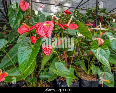 Rot blühende Anthurium-Blüten, in schwarzen Polybeuteln gepflanzt, bereit, an einen anderen Ort verlegt zu werden Stockfoto