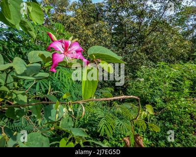 Bauhinia-Pflanze blüht in Rot mit frischen grünen Blättern, wächst wild am Straßenrand, ländliche Naturlage im Hochland Stockfoto