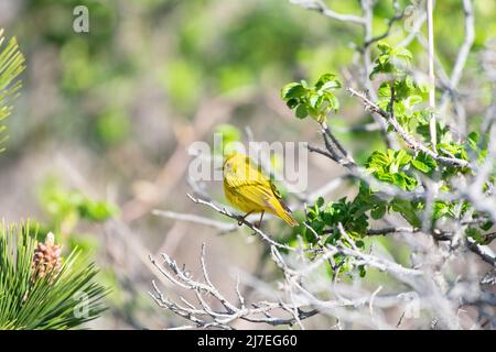 Schöner Gelber Walker auf Baum Stockfoto