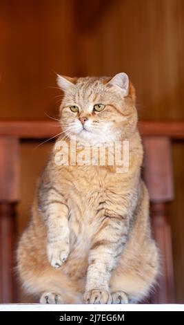 Katze auf dem Kühlschrank unten, die Katze schaut vom Abend herunter, die gestreifte Katze kletterte nach oben. Lustige schöne gestreifte Katze mit großen Augen Stockfoto