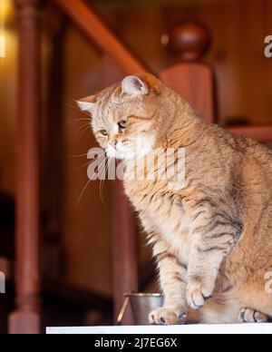 Katze auf dem Kühlschrank unten, die Katze schaut vom Abend herunter, die gestreifte Katze kletterte nach oben. Lustige schöne gestreifte Katze mit großen Augen Stockfoto