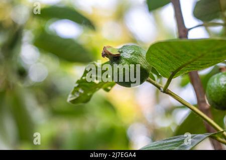 Junge frische Guava-Früchte auf einem Zweig Nahaufnahme mit selektivem Fokus Stockfoto