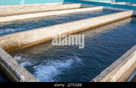 Anbau von Goldforellen und anderen Fischen in Betonbecken. Forellenfarm. Viele Beton Teich bei Aquakultur Farm.IT ist wirtschaftliche Arten von schönen f Stockfoto