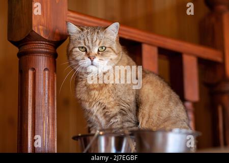 Katze auf dem Kühlschrank unten, die Katze schaut vom Abend herunter, die gestreifte Katze kletterte nach oben. Lustige schöne gestreifte Katze mit großen Augen Stockfoto