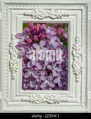 Der gewöhnliche Flieder (Syringa vulgaris), auch bekannt als der französische Flieder oder einfach der Flieder im weißen ornamentalen Bilderrahmen. Blühende Blumen. Stockfoto