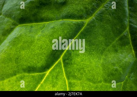 Green Leaf Texturmuster für den Frühling Hintergrund. Nahaufnahme der grünen Blattstruktur Stockfoto