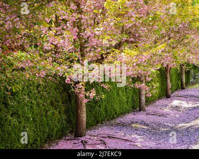 Malerischer Blick im Frühling auf einen Street Garden Path, gesäumt von wunderschönen Kirschbäumen in Blossom. Straßenfoto, Niemand, selektiver Fokus Stockfoto