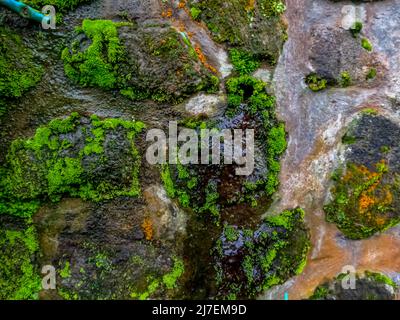 Wände im Garten mit Zement und Naturstein bewachsen mit Moos, als Dekorationen, um eine natürliche Atmosphäre zu Hause zu präsentieren, als Natur-Themen zurück Stockfoto