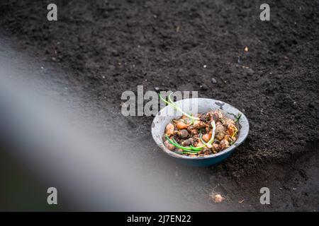 Eine Schüssel mit Zwiebeln, die für das Pflanzen im Frühling im Boden vorbereitet wird Stockfoto