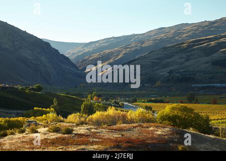 Herbstfarben, Felton Road, Bannockburn und Pisa Range (rechts), in der Nähe von Cromwell, Central Otago, Südinsel, Neuseeland Stockfoto