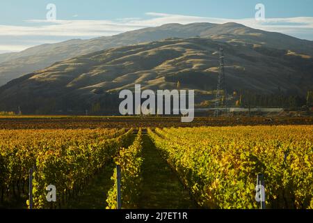 Herbstfarben im Weinberg, Felton Road, Bannock Burn und Pisa Range, in der Nähe von Cromwell, Central Otago, Südinsel, Neuseeland Stockfoto