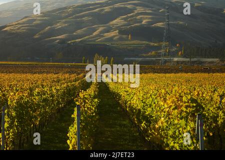 Herbstfarben im Weinberg, Felton Road, Bannock Burn und Pisa Range, in der Nähe von Cromwell, Central Otago, Südinsel, Neuseeland Stockfoto