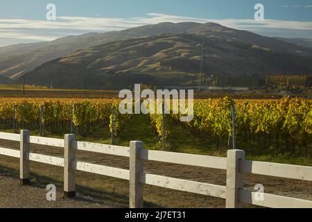 Herbstfarben im Weinberg, Felton Road, Bannock Burn und Pisa Range, in der Nähe von Cromwell, Central Otago, Südinsel, Neuseeland Stockfoto