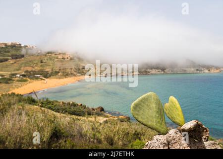 Ein Paar Kaktus aus stacheliger Birne vor dem Ramla Beach auf der Insel Gozo auf Malta. Stockfoto
