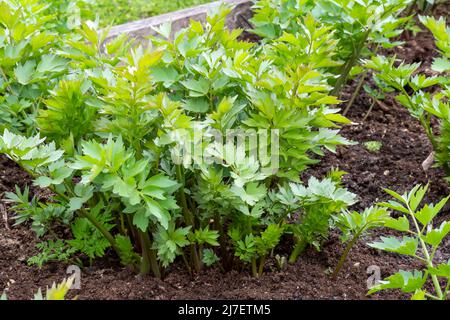 Gewürze und Kräuter, Liebstöckel (Levisticum officinale) wächst im Garten. Stockfoto