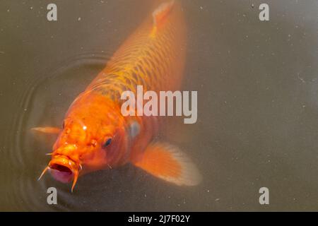 Nahaufnahme von großen Koi-Karpfen im japanischen Garten in der Region Flemisch in Belgien Stockfoto