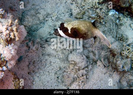 Ein maskierter Puffer (Arothron diadematus) im Roten Meer, Ägypten Stockfoto