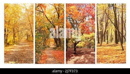 Ruhige Herbstsaison. Set von vertikalen Fahnen mit schöner Landschaft und Straße im Herbstwald. Ahornbäume mit gelben und orangefarbenen Blättern und Fußweg Stockfoto